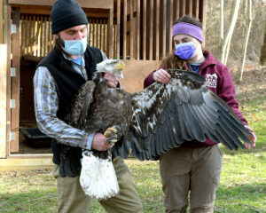 Bald eagle set to be released into wild